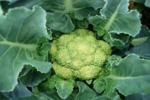 Green cauliflower type